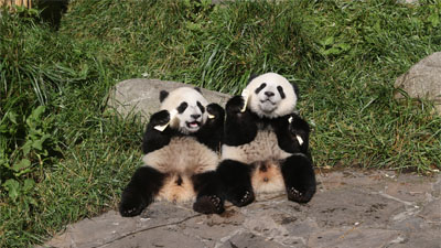 熊猫一家人·加更版