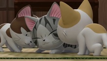 猫猫炸毛表演 小奇跟谁玩呢