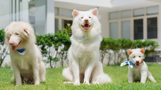 心犬相随 引进内地